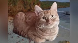 БАРСИК… ИГРИВЫЙ, ЖИВОЙ… И НАВСЕГДА В ПАМЯТИ