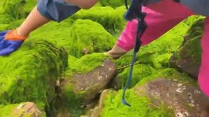 Сяо Чжан Поражает Воображение, Добывая Пищу На Берегу Моря, И Обнаруживая Огромного Омара,