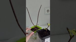 Пример обрезки годовалого саженца метельчатой гортензии .mp4