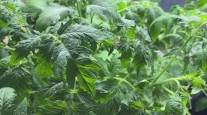 Делюсь опытом выращивания коренастой рассады томатов. Два вопроса к подписчикам