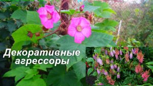 Декоративные агрессоры: Клёномалина, колокольчик Точечный, кислица Рожковая и другие.