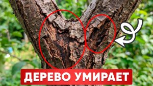 ПОЧЕРНЕЛА КОРА? ЭТО ЧЁРНЫЙ РАК! КАК СПАСТИ ДЕРЕВО И УРОЖАЙ