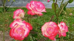 #ах эти розы