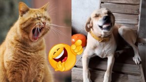 СМЕШНЫЕ КОТЫ | ЛУЧШИЕ ПРИКОЛЫ С КОТАМИ, СОБАКАМИ, КОШКИ, СОБАКИ, ЖИВОТНЫЕ, СМЕШНОЕ ВИДЕО