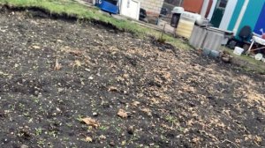 Чеснок подкормила вкусняшкой. Абрикос набирает бутоны.