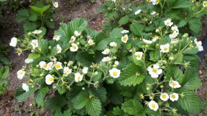 2364. ВПЛ. Клубника Гигантелла, закладываю новую грядку.