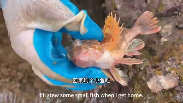 Маленький Чжан Поражает Своей Богатостью Добывая Пищу У Морских Скалистых Берегов