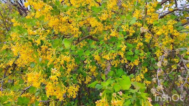 Весна в п.г.т. Советском