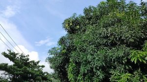 Накупались и идём обратно в отель!Огромные Манго-деревья!