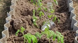 Репортаж из заснеженного сада 22.04.26 . А томатики-то в теплице живые