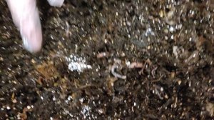 5. биогумус своими руками. Процесс идёт)