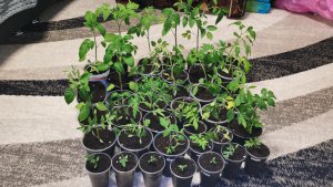 Страшно смотреть на такую хилую рассаду томатов 22 апреля все ещё вырастет!