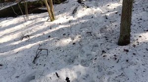 2026 03 17 Лес Чест