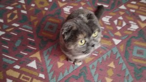 Моя кошка помогает заправлять кровать😂