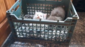 Забавные котята.