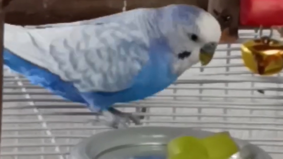 Страшно вкусно 😁 #ангелочеккеша #shorts #попугай