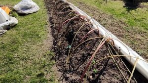 Розы на 21 апреля. Ленинградская область.