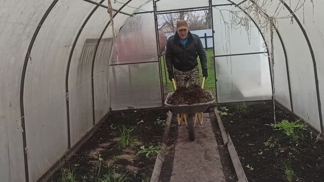 Вношу органику для грядок в теплице