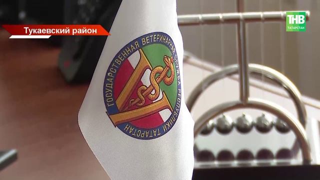 В овраге Тукаевского района нашли туши телят — грозит ли Татарстану эпидемия?