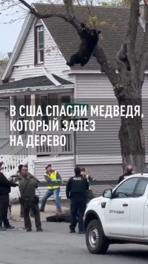 В США спасли медведя, застрявшего на дереве