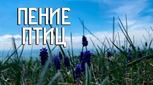 Пение птиц / Полевой Жаворонок / Музыка луговых цветов