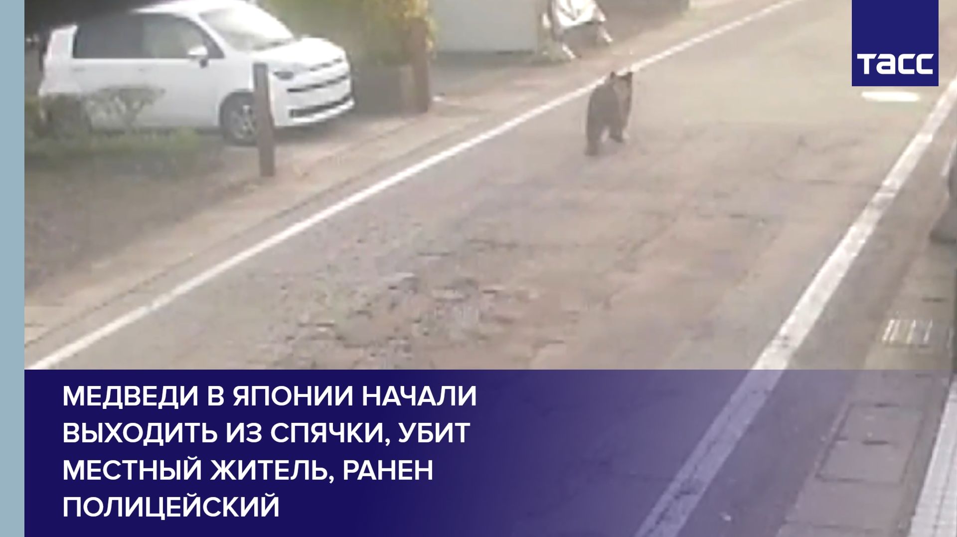 Медведи в Японии начали выходить из спячки, убит местный житель, ранен полицейский