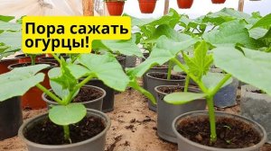 Высадка рассады огурцов в теплицу! Когда и как правильно посадить огурцы!