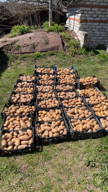 Достали картошку из погреба , для посадки #картошка #погреб #сеять