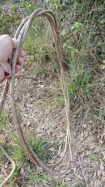 Нашел лиану какую то #жизньнафилиппинах #семьявместе  #филиппины