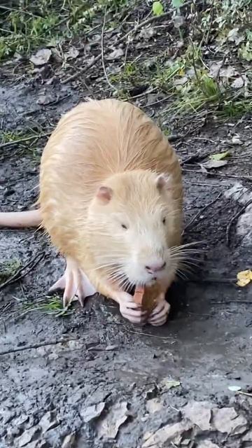 Лесная избушка #лесной #еда #готовканаприроде #жизньвкайф #мясо #рыбалка