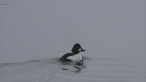 Утки гоголь. Брачные игры