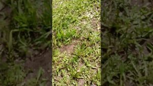 новая подруга