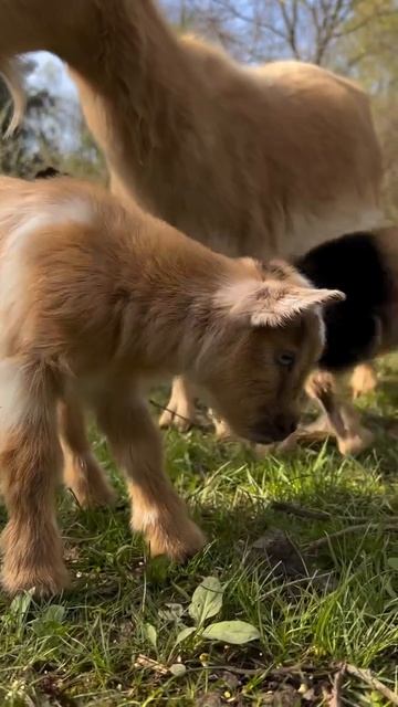 Видео от МЯУтаверс – как метавселенная, но с котами