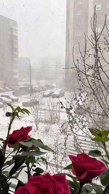 Арктическая тоска