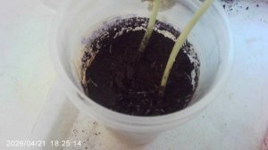 Обзор кабачковых растений сорта "Грибовские". Посев 20 марта.