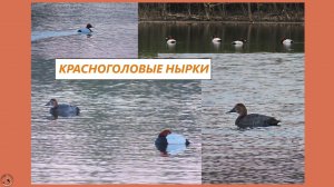 Нырковые утки - красноголовые нырки. Мастера по нырянию!