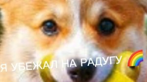 корги КОРЖИК А что  случилось с его магилой
(корги КОРЖИК)