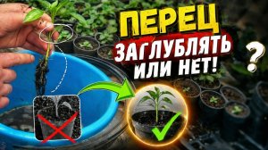 Сладкий перец - можно ли его заглублять при пикировке?