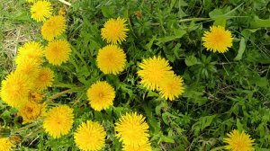 Берегите Природу 🌺🌹🌲 Матушку нашу