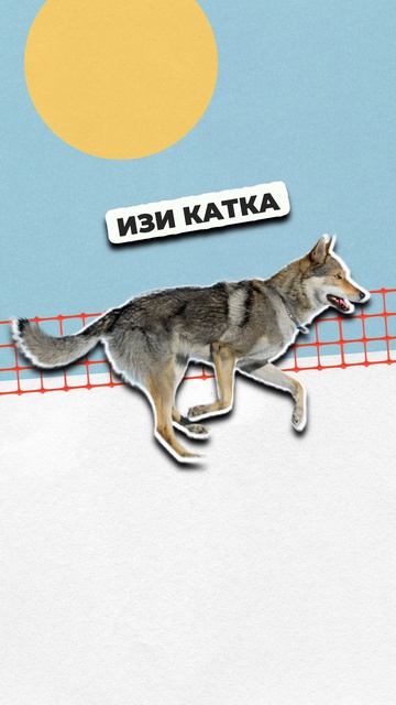 Ограбленный чемпион олимпиады!