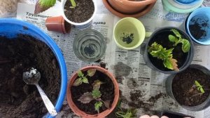 посадила колеусы в грунт.пошила одеяла