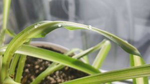 Понедельник -день тяжелый. Мотивация на уборку в квартире.