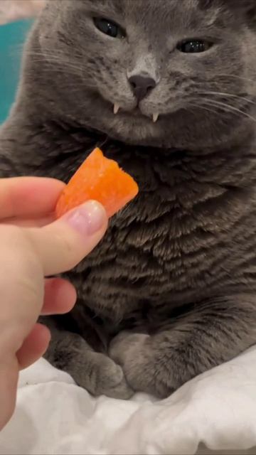 Вампир обнаружен