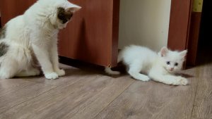 Счастливые котята Микки и Винни. Кошка-мать и её котята.