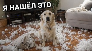 Смех до слёз: лучшие приколы №260