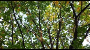 П. Коэльо. О добрых воспоминаниях. Притча 119. Книга Воина Света