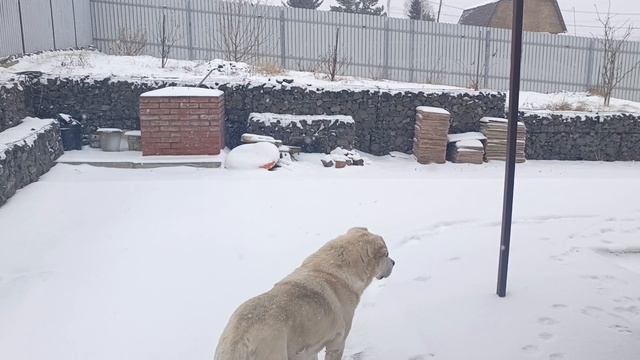 21 апреля. Сибирь. Снегопад шел более 10 часов, не переставая 😶