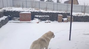 21 апреля. Сибирь. Снегопад шел более 10 часов, не переставая 😶