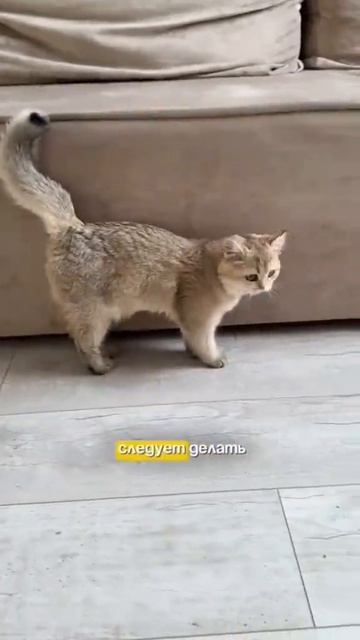 ахахахах главное не делайте так это не моя кошка