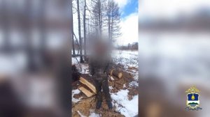 Двух «чёрных лесорубов»,спиливших в Бурятии деревья на 1 млн рублей,с поличным задержали полицейские